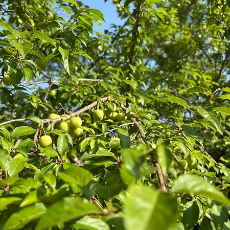 Hébergement de vacances L Ancien Fournil - Sejour Authentique&douillet - Proche De Sarlat