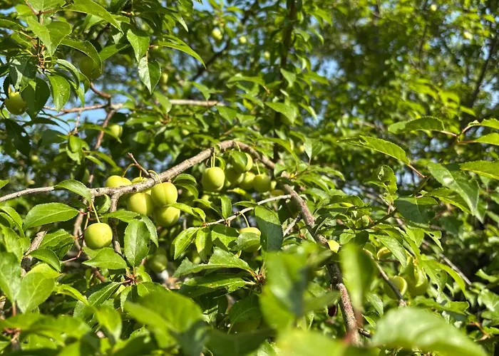 Vakantiehuis L Ancien Fournil - Sejour Authentique & Douillet - Proche De Sarlat